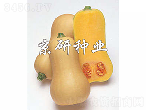 �S��1̖�Ϲ�-�ϹϷN��-���зN�I(y��)