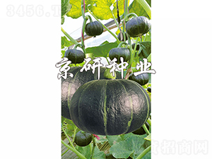 ����ؐؐ-�ϹϷN��-���зN�I(y��)