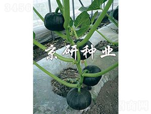 ���㾩�G��-�ϹϷN��-���зN�I(y��)