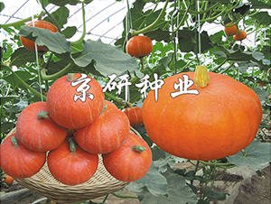 �������t��B-�ϹϷN��-���зN�I(y��)