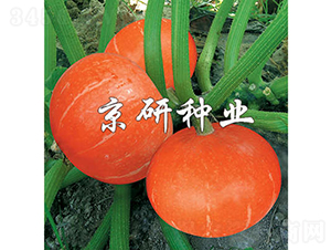 �������t��A-�ϹϷN��-���зN�I(y��)