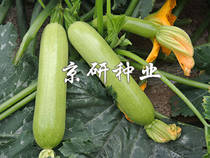 ����7̖-�����J�N��-���зN�I(y��)