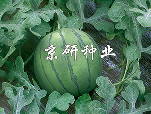 ��(gu��)�P-���ϷN��-���зN�I(y��)