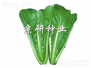 �G��3̖(h��o)-�ײ˷N��-���зN�I(y��)