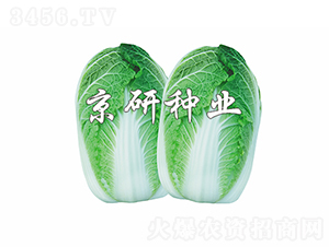 ������4̖(h��o)-�ײ˷N��-���зN�I(y��)