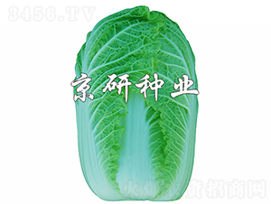 ������5̖(h��o)-�ײ˷N��-���зN�I(y��)