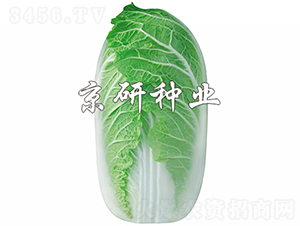 �������޲�-�ײ˷N��-���зN�I(y��)