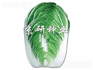 ������2̖(h��o)-�ײ˷N��-���зN�I(y��)