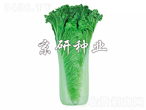 ����55̖(h��o)-�ײ˷N��-���зN�I(y��)