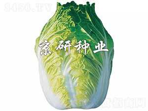 ����68̖(h��o)-�ײ˷N��-���зN�I(y��)