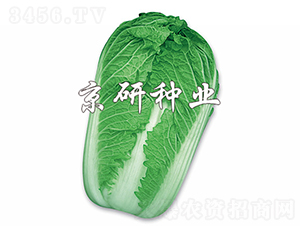 ����3̖(h��o)-�ײ˷N��-���зN�I(y��)