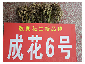 �ɻ�6̖-�����N��-���S�N�I(y��)