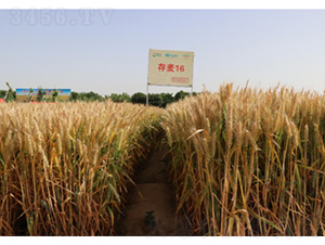 ����16-С���N��-���S�N�I(y��)