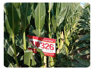 ����326-���׷N��-���S�N�I(y��)