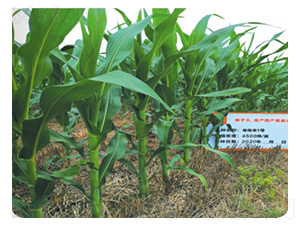 �����S1̖-���׷N��-���S�N�I(y��)