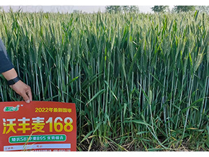 ���S��168-�����S-�͹��S