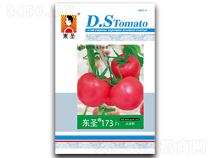 �|ʥ173-���ѷN��-�|ʥ