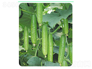 ����-�S�ϷN��-����N��