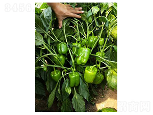 ����-�����N��-����N��