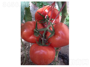 ؐ�R��-���ѷN��-����N��