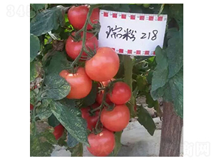 瑞粉218-番茄種子-天瑞種子