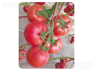 夏美琪-番茄種子-天瑞種子