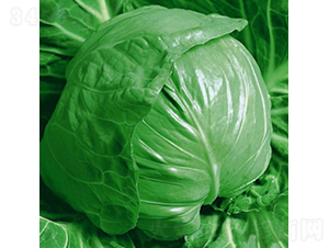 �G���{-���{�N��-��Ʒ�r�I(y��)