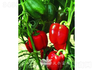 �t�W��F1���M(j��n)�ڸ߮a(ch��n)�G�D(zhu��n)�t��Ʒ�N��-�𽷷N��-�֠���˹