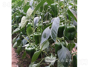 ����һ̖(h��o)F1���߮a(ch��n)��Ʒ�N��-�𽷷N��-�֠���˹