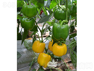 �S�_��(m��ng)F1���߮a(ch��n)�����Sɫ�𽷣�-�𽷷N��-�֠���˹