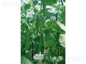 ��ؐһ̖(h��o)F1��ˮ���S�ϣ�-�S�ϷN��-�֠���˹