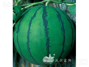 ԁ��F1���_���P������Ʒ�N��-���ϷN��-�֠���˹