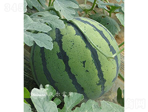 ����F1���߮a(ch��n)��Ƥ�����ϣ�-���ϷN��-�֠���˹