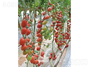 ���؋�һ̖F1����Ʒ�|(zh��)�۹�С���ѣ�-���ѷN��-�֠���˹