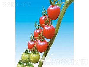 ���؋ɶ�̖F1����TY�۹�С���ѣ�-���ѷN��-�֠���˹