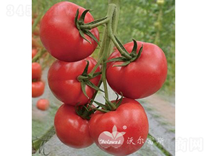 ������̖F1����TY�۹����ѣ�-���ѷN��-�֠���˹