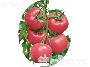 ������̖F1����TY�����۹����ѣ�-���ѷN��-�֠���˹