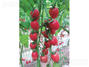 ǧ��F1���۹�С���ѣ�-���ѷN��-�֠���˹