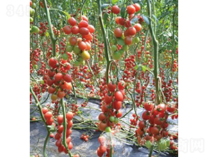 ǧ�ٶ�501F1����TY����ǧ�����С���ѣ�-���ѷN��-�֠���˹