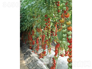 �tؐ��F1���t��С���ѣ�-���ѷN��-�֠���˹