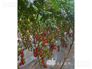 2013F1���߮a(ch��n)��TYǧ����ͷ۹�С���ѣ�-���ѷN��-�֠���˹