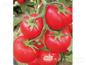 ��t����1086F1���߮a(ch��n)�t�����ѣ�-���ѷN��-�֠���˹