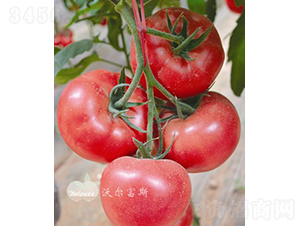 �۱��_F1����TY�۹����ѣ�-���ѷN��-�֠���˹