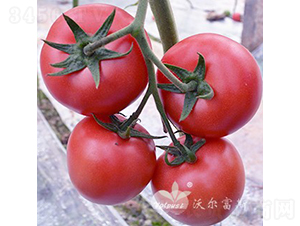 ţ��һ̖F1��ʯ�^�۹����ѣ�-���ѷN��-�֠���˹