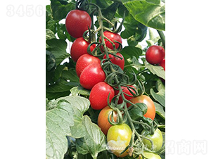 ���؋�F1����TY�۹�С���ѣ�-���ѷN��-�֠���˹