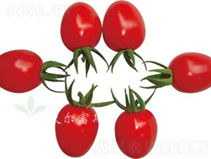 ��������̖F1����TY�t��С���ѣ�-���ѷN��-�֠���˹