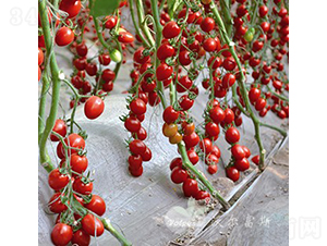 �μ���F1����(y��u)�|�t��С���ѣ�-���ѷN��-�֠���˹