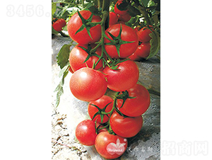 ������̖F1���۹����ѣ�-���ѷN��-�֠���˹