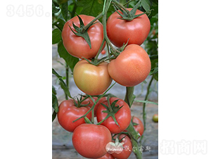 ����˹��̖F1����TY�����۹����ѣ�-���ѷN��-�֠���˹