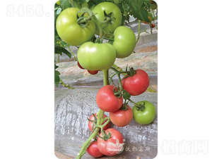 ����˹��̖F1����TY�����۹����ѣ�-���ѷN��-�֠���˹